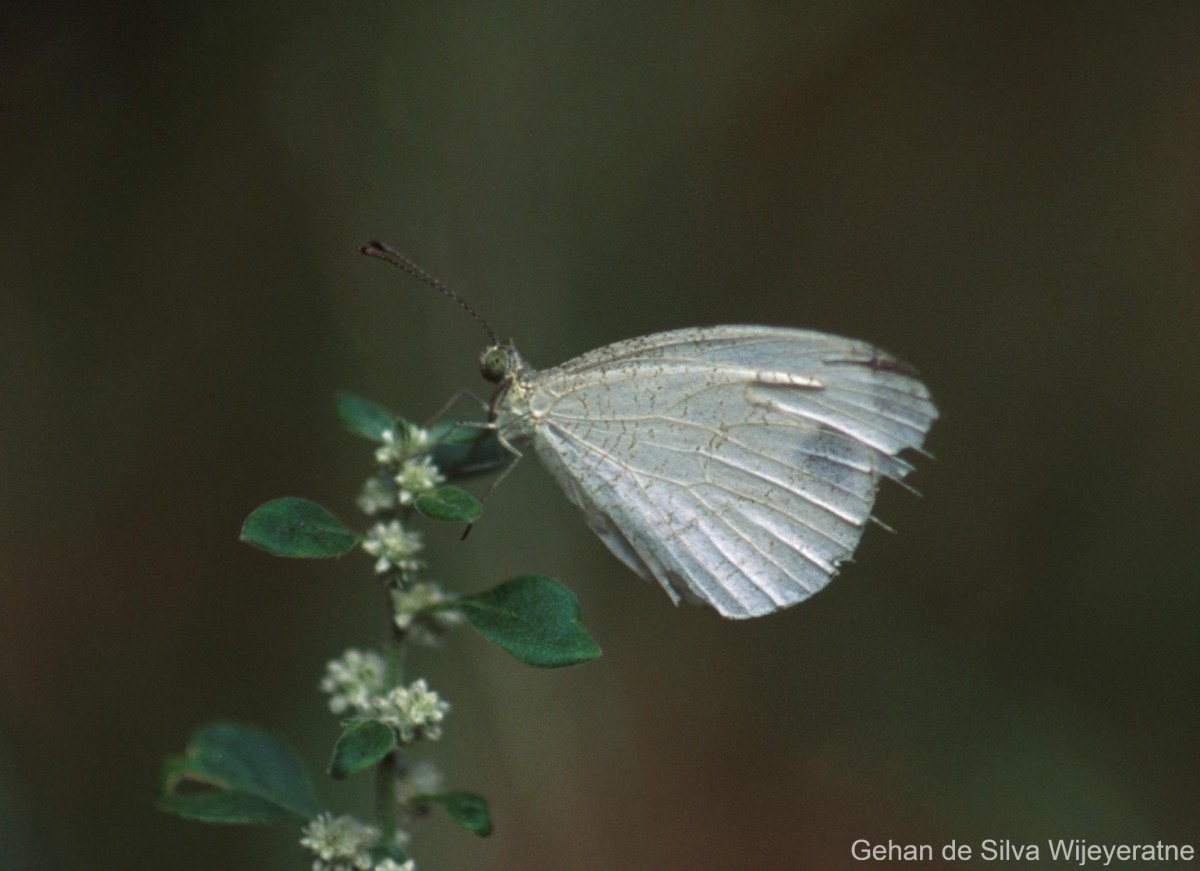 Leptosia nina Fabricius, 1793